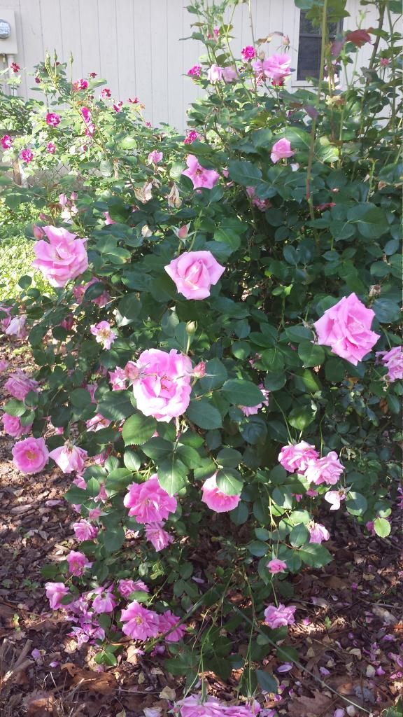  photo 20140513_090152_zps3dnrs1ty.jpg